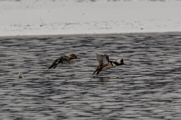 Hooded Merganser Ducks fly over the water of the Delaware River