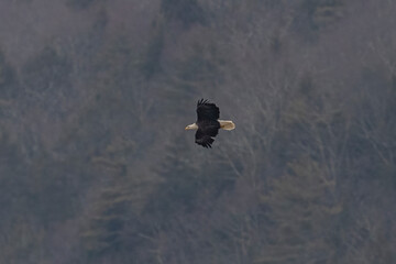 Bald Eagle flies over the Delaware River