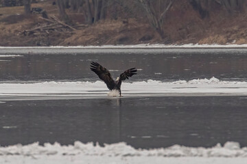 Bald Eagle lands on the ice in the Delaware River