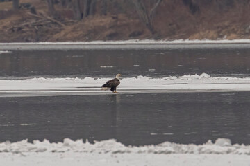 Bald Eagle stands on the ice in the Delaware River