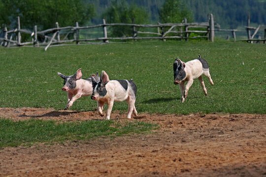 three piglets run on meadow