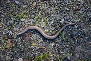 slowworm on hiking trail