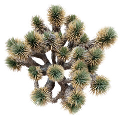 PNG Real joshua tree plant agavaceae botanical.
