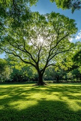 Fototapeta premium Large green tree with thick trunk and lush canopy standing in grassy field under bright blue sky, symbolizing strength and natural beauty.