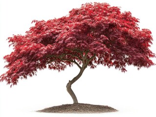 A vibrant Japanese maple tree with deep red leaves stands out against a stark white background