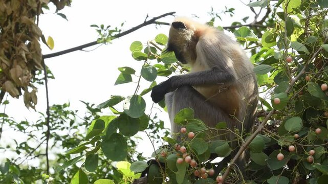 full shot of Northern Plains Gray Langur or Semnopithecus entellus on tree plucking feeding eating Jujube ber fruit tree in safari ranthambore national park forest tiger reserve rajasthan India asia