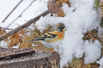 Brambling by the feeder. Fringilla montifringilla 