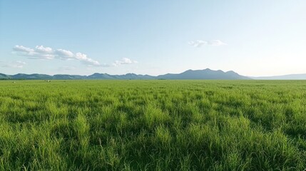 Obraz premium Vast Green Field under Sunny Sky