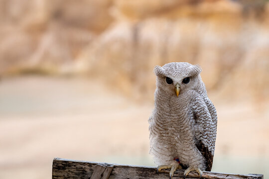 picture of baby owl