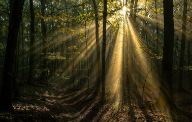 Fototapeta premium Ethereal Forest Scene with Golden Sunlight Streaming Through Trees and Illuminating the Path