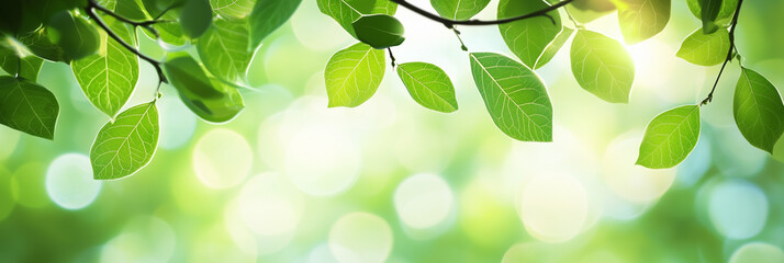 Obraz premium Bright Green Leaves In Sunlit Natural Background