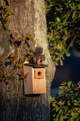energetic squirrel