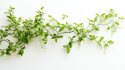 A delicate branch with green leaves and small white flowers against a white background