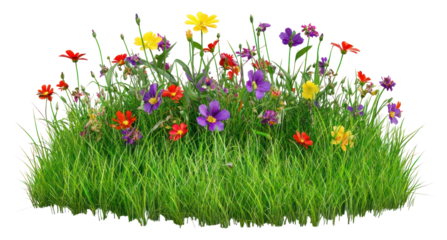 PNG Grass colorful flower nature.