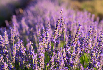 Lavender flowers in the lavender field. Selective focus. Nature.