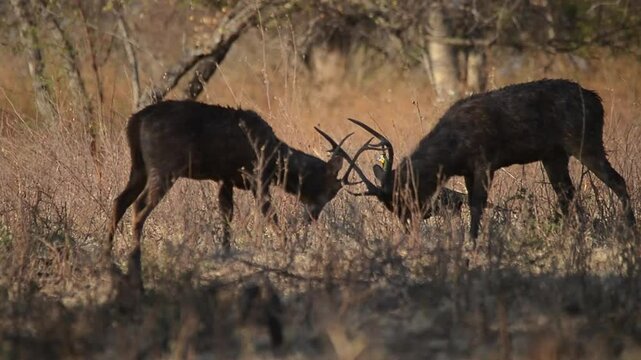 deer in the wild baluran national park