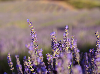 Lavender flowers on lavender fields background
