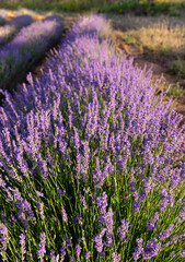 Obraz premium Lavender flowers on a lavender field background. Vertical photography