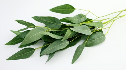 Fresh Green Leaves Bunch Closeup Studio Shot