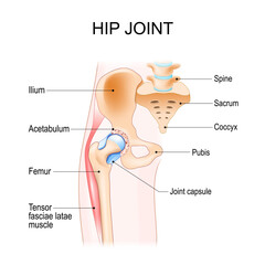 Hip joint anatomy