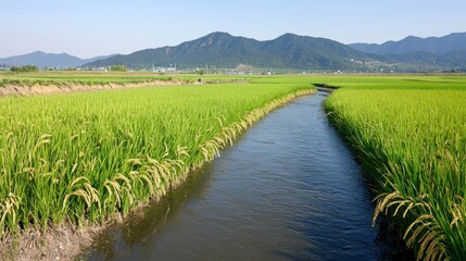 Obraz premium Tranquil Rice Paddy Landscape