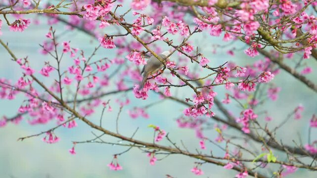 bird on pink cherry blossoms