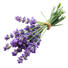 Fototapeta premium Lavender's branch isolated on transparent background