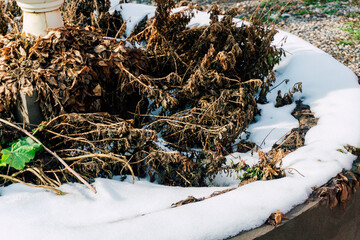 frozen flowers in the outdoor garden. bushes covered with snow