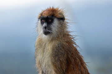 Patas Monkey in the rain, Husarenaffe, Erythrocebus patas, Kidepo National Park
