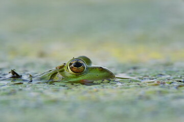 Portrait of a young edible frog (Pelophylax esculentus). Wildlife scene with green frog. A green...