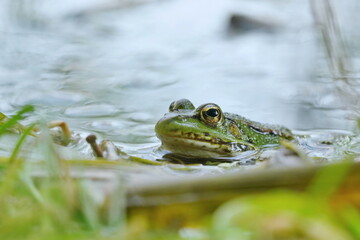 Portrait of a young edible frog (Pelophylax esculentus). Wildlife scene with green frog. A green frog peeking out of the water. 
