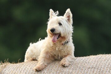 A westie lies on a hay bale, closeupm portrait of a West Highland White terrier. 