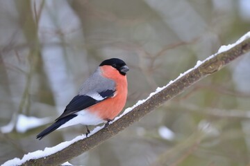 A beautiful male bullfinch sits on a snowy branch. Pyrrhula pyrrhula. Portrait of a bullfinch
