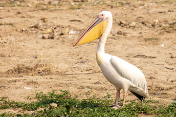 Rosapelikan (Pelecanus onocrotalus), Pelican, Uganda