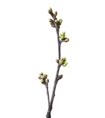 branch with swollen buds and closed buds of cherry blossoms. Isolated on white background. Isolated on transparent. png format available