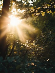 Fototapeta premium Shaft of sunlight through forest foliage
