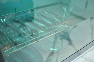 Elegant fresh fish displayed in a glass refrigerator unit for customers to enjoy