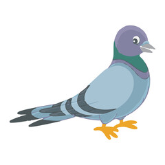Pigeon vector illustration art work