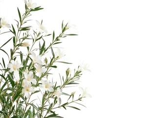 Obraz premium White Oleander flowers with green leaves isolated on a white background for graphic design