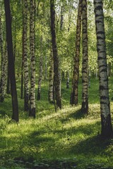 Naklejka premium Sunlit birch forest with light shadows and a clear path.