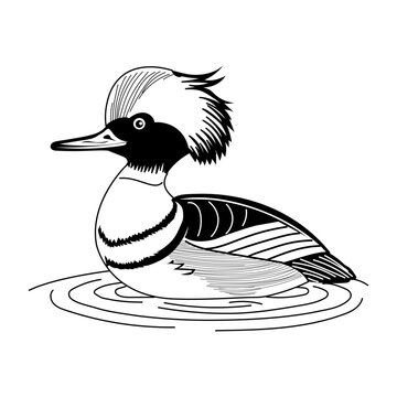 Vintage illustration depicting hooded merganser