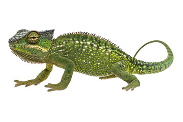 Obraz premium a chameleon , side view, isolated on transparent background