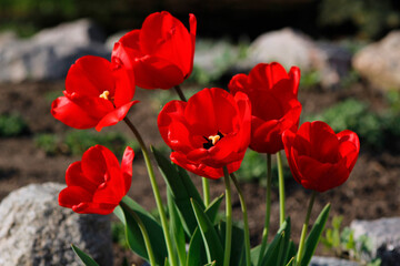 red tulips in the garden