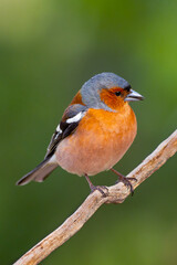 Chaffinch, Fringilla coelebs, Mediterranean Forest, Castilla y Leon, Spain, Europe