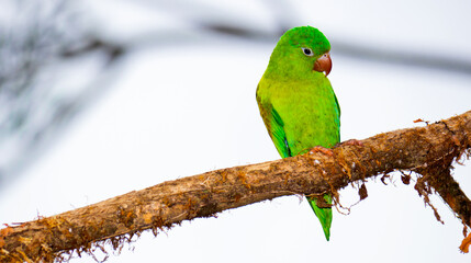 Oranged-chinned Parakeet, Tovi parakeet, Brotogeris jugularis, Tropical Rainforest, Costa Rica, Central America, America