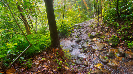 Fototapeta premium Forest River, Sinharaja National Park Rain Forest, Sinharaja Forest Reserve, World Heritage Site, UNESCO, Biosphere Reserve, National Wilderness Area, Sri Lanka, Asia