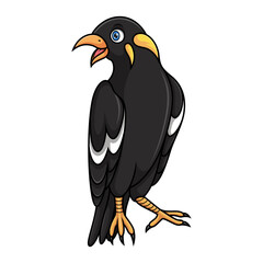 Cartoon myna bird on white background