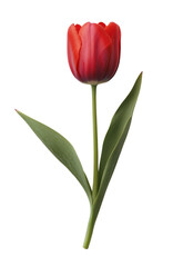 Obraz premium Pink tulip flower with a stem