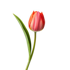Fototapeta premium Pink tulip flower with a stem