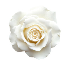 Beautiful white rose flower